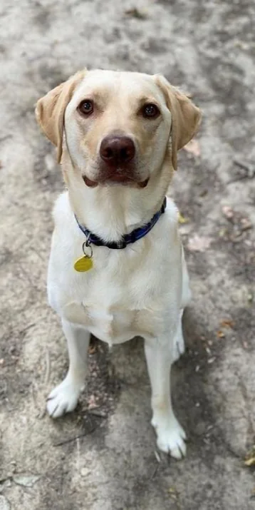 Milo on a group walk with Paws & Hooves