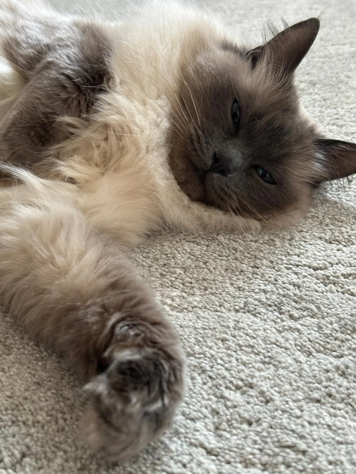 Cat visit in Crawley