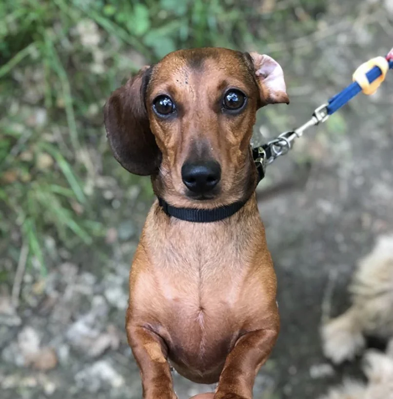 Poppy on a group walk with Paws & Hooves