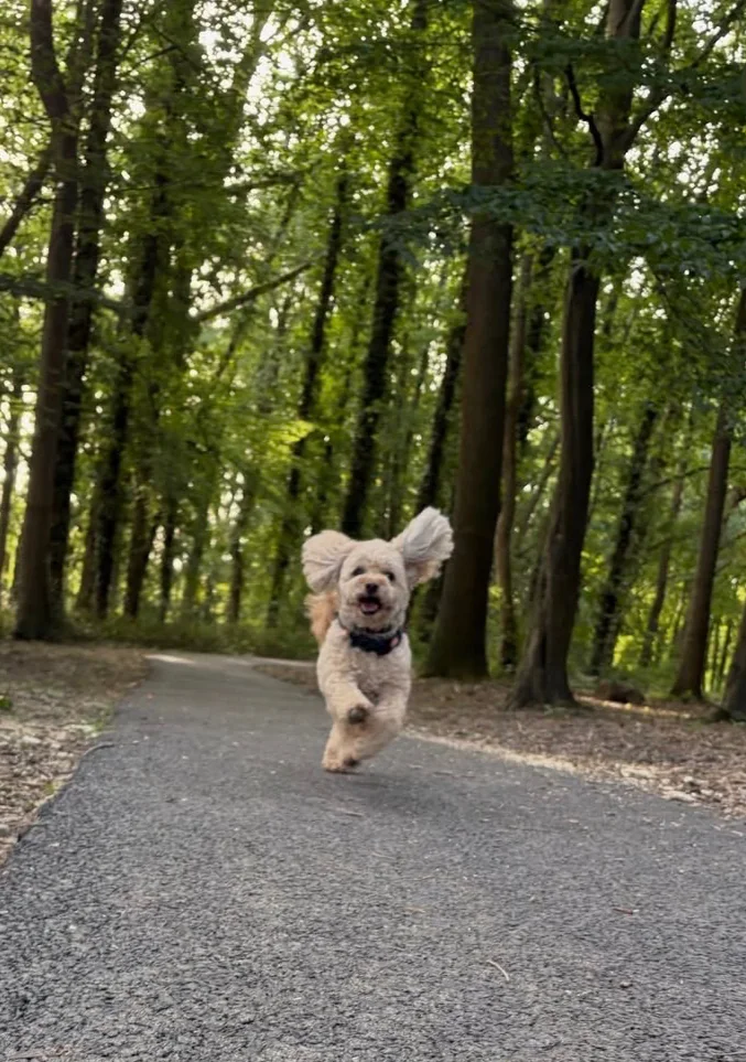 Charlie enjoying a group walk in Crawley