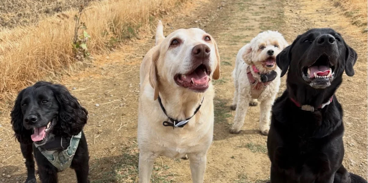 Group walk with Paws & Hooves in Crawley