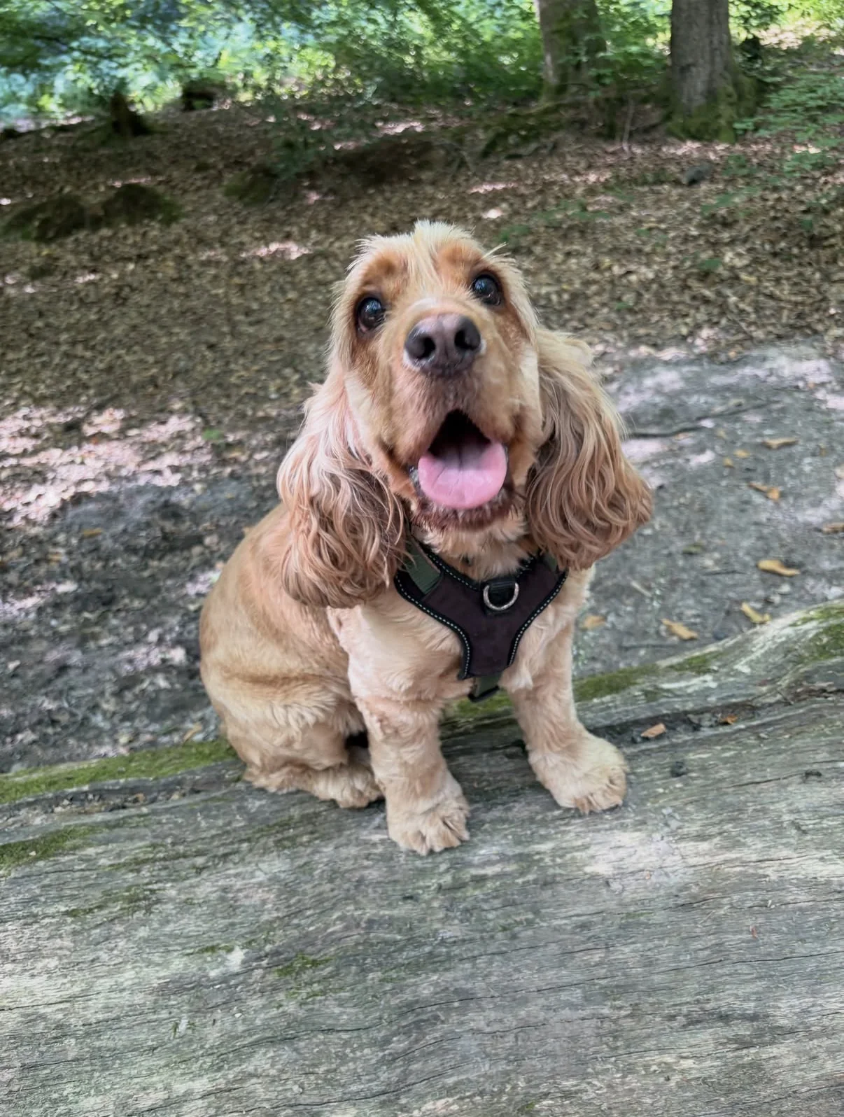 Bailey on a group walk with Paws & Hooves