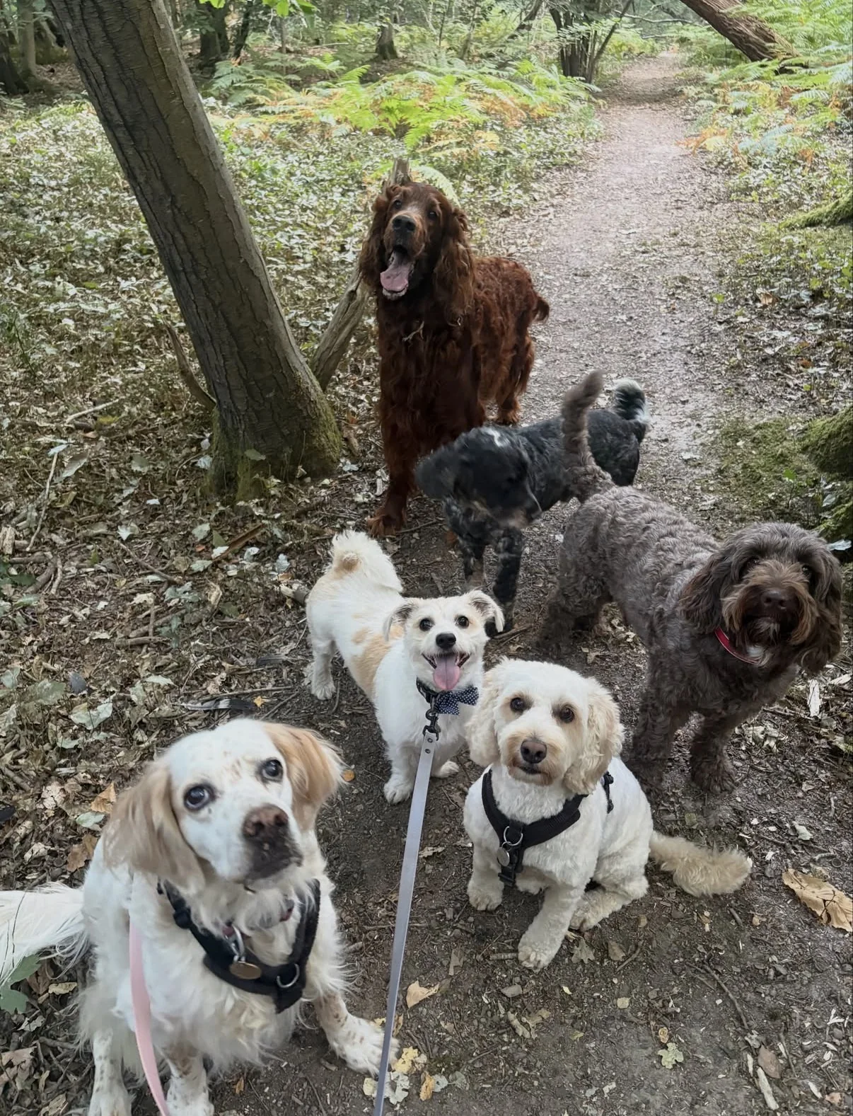 Group walk with Paws & Hooves in Crawley