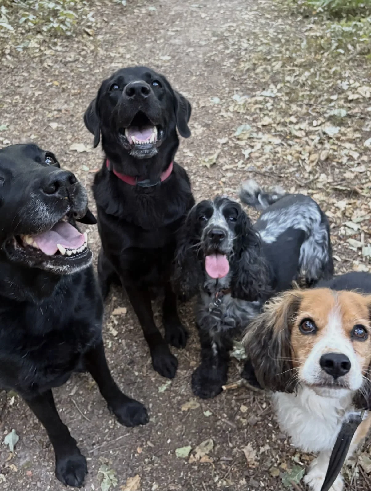 Group walk with Paws & Hooves in Crawley